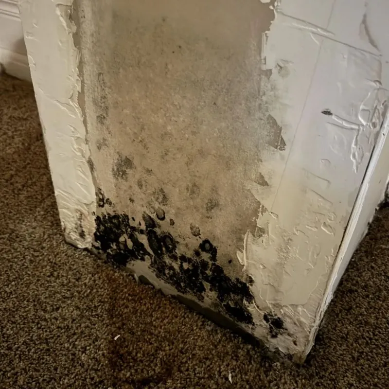 Professional Mold Removal in Tekamah, NE